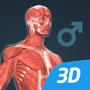 Icona Corpo umano (maschile), 3D educativo