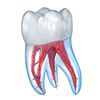 Icona Illustrazioni dentali per la consultazione